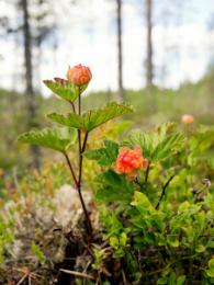 Bio Moltebeeren Pflanze