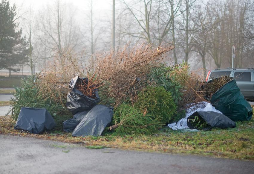 Entsorgte Weihnachtsbäume - Beim Knutfest werden sie verbrannt