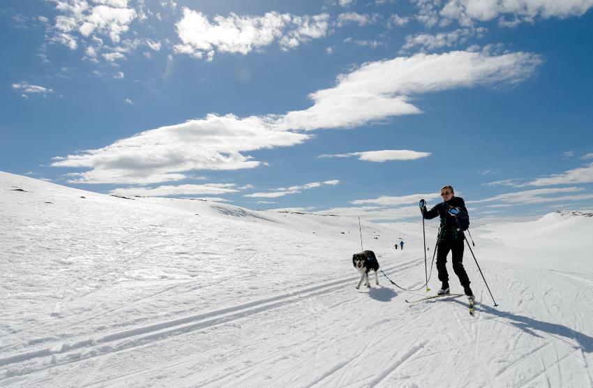 Mann mit Hund beim Skifahren