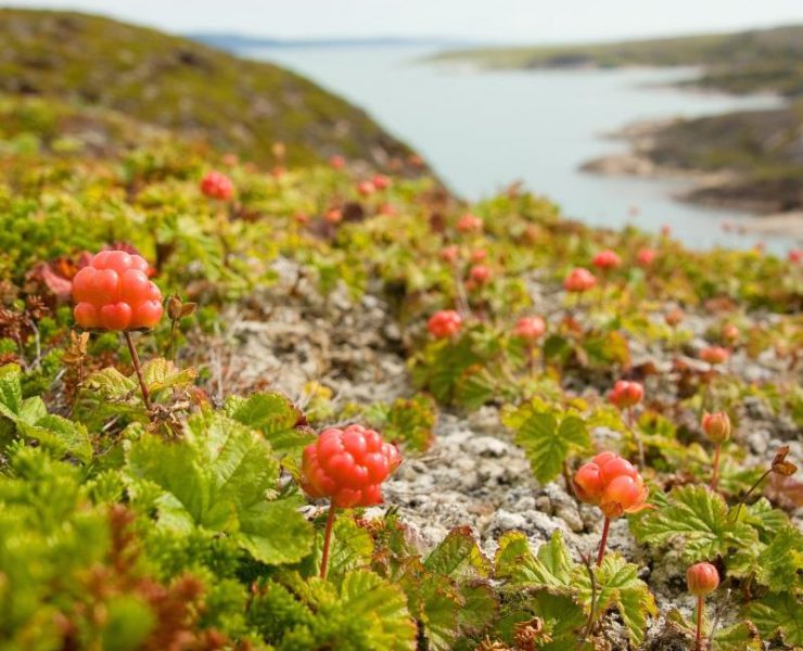 Schwedische Beeren