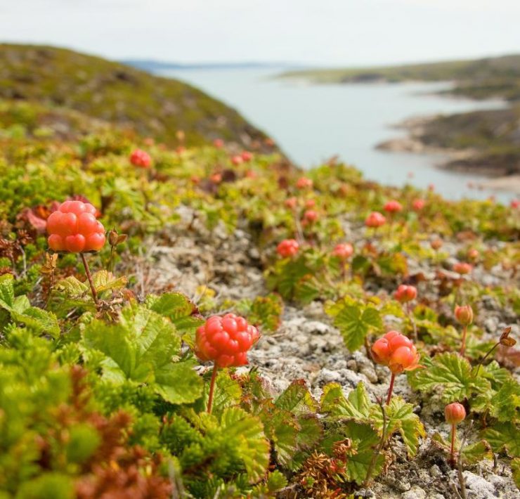 Schwedische Beeren