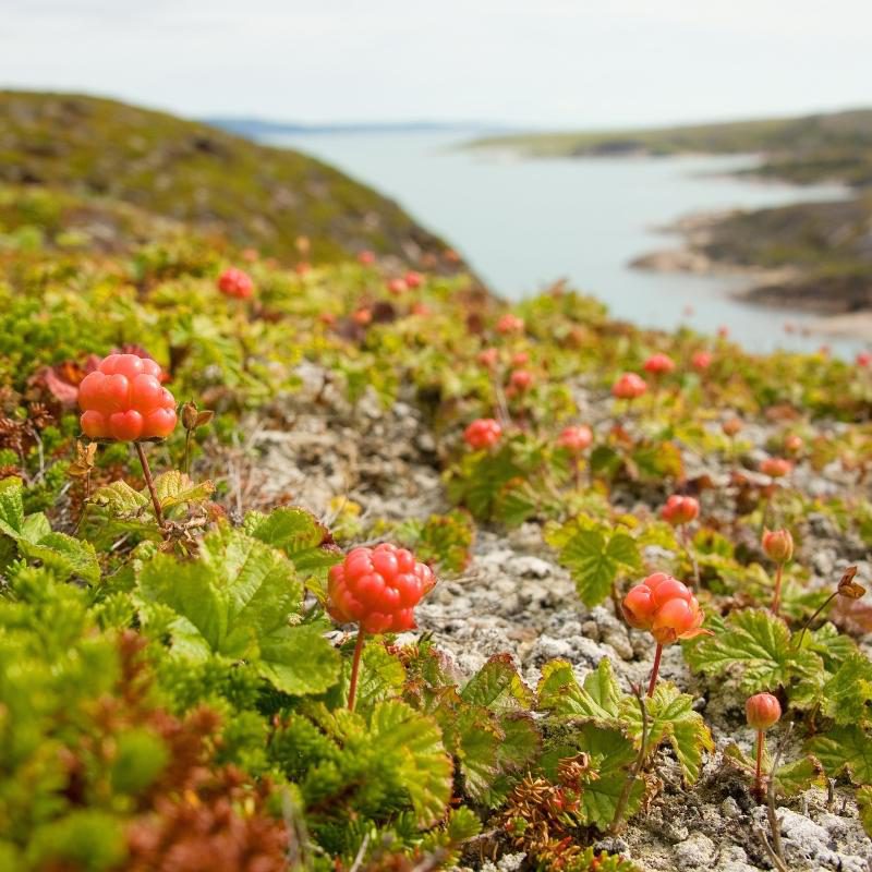 Schwedische Beeren