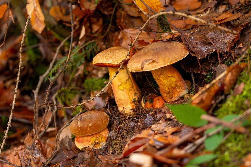 Maronen-Röhrling im schwedischen Wald