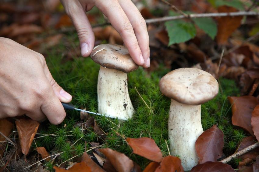 Pilze sammeln mit einem Messer 