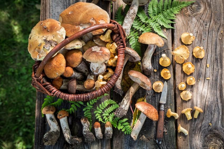 Pilz Körbchen - Pilze sammeln in Schweden