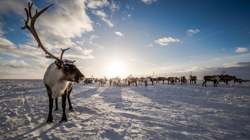 Rentiere im Schnee