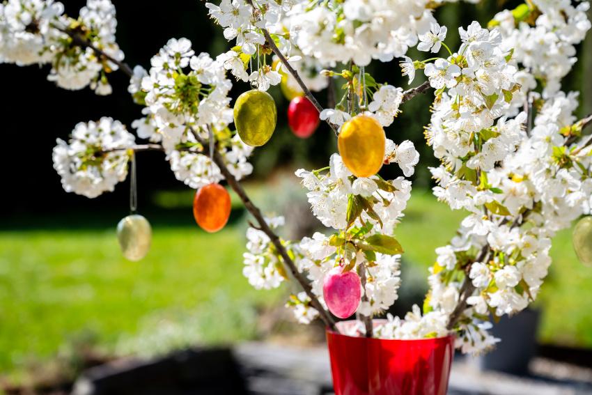 Kirschblüten in einer Vase mit Ostereiern 