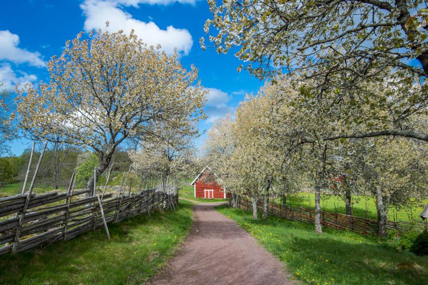 Frühling in Småland