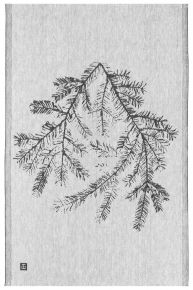 Lapuan Kankurit Teemu Järvi Havu (Nadelholz) Geschirrtuch 46x70 cm weiß, schwarz
