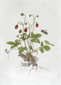 Emma Sjödin Geschirrtuch 47x60 cm Wilde Erdbeeren